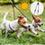 360° Dual Dog Leash